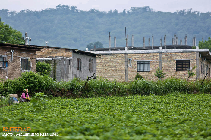 شهرستان شیر آباد 5 شهرستان شیر آباد
