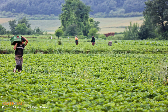 شهرستان شیر آباد 8 شهرستان شیر آباد