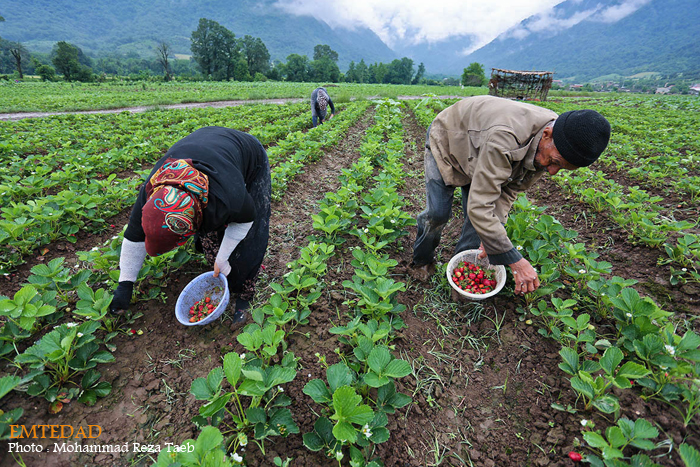 شهرستان شیر آباد 9 شهرستان شیر آباد