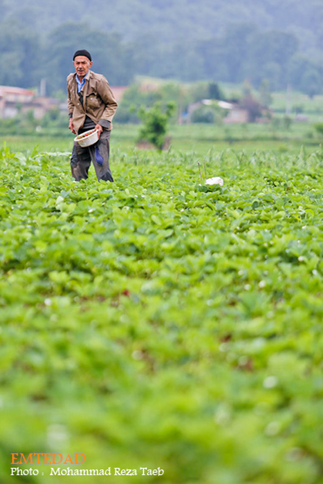 شهرستان شیر آباد 10 شهرستان شیر آباد