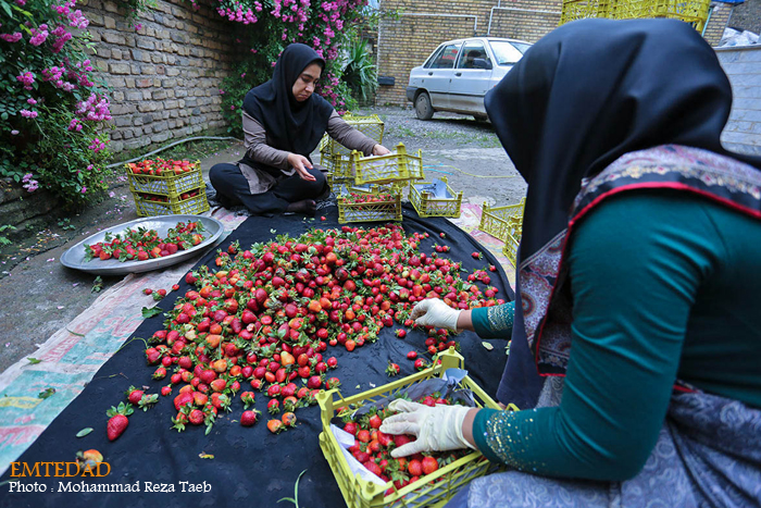شهرستان شیر آباد 14 شهرستان شیر آباد