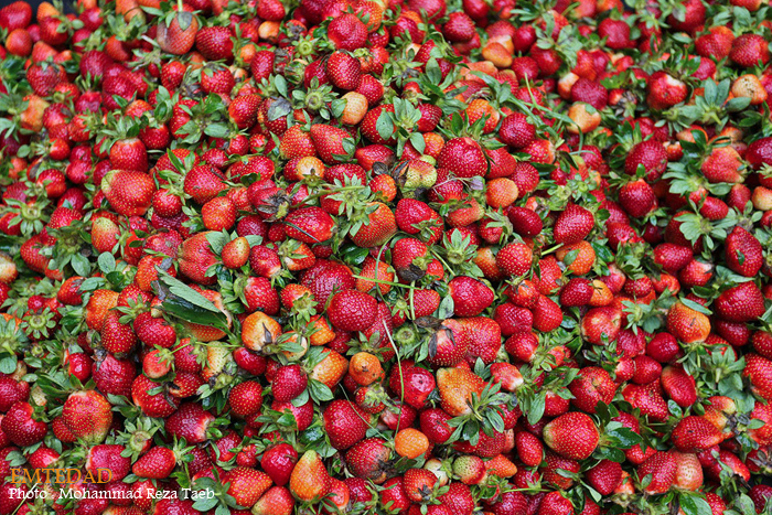 شهرستان شیر آباد 15 شهرستان شیر آباد