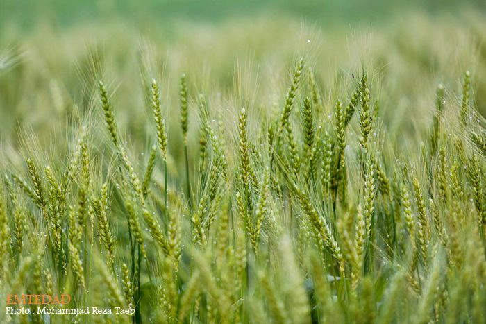 شهرستان شیر آباد 16 شهرستان شیر آباد