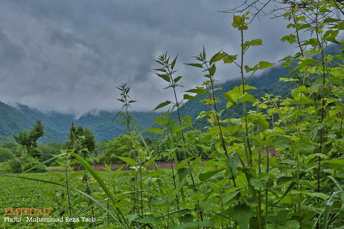 شهرستان شیر آباد 19 شهرستان شیر آباد