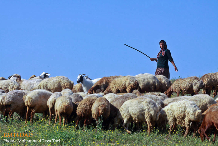 زندگی زنان عشایری 12 زندگی زنان عشایری
