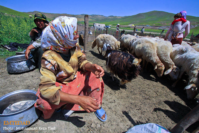 زندگی زنان عشایری 14 زندگی زنان عشایری