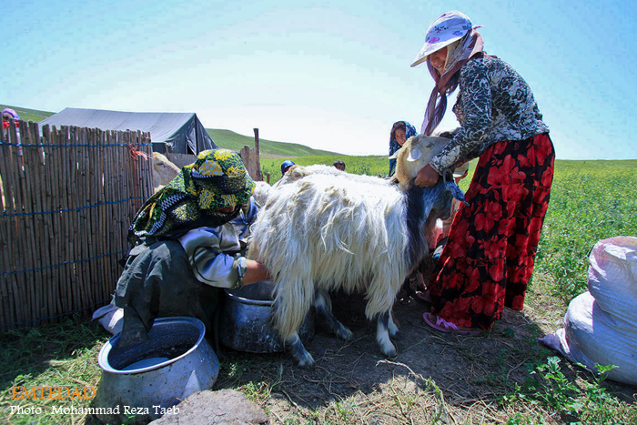 زندگی زنان عشایری 15 زندگی زنان عشایری