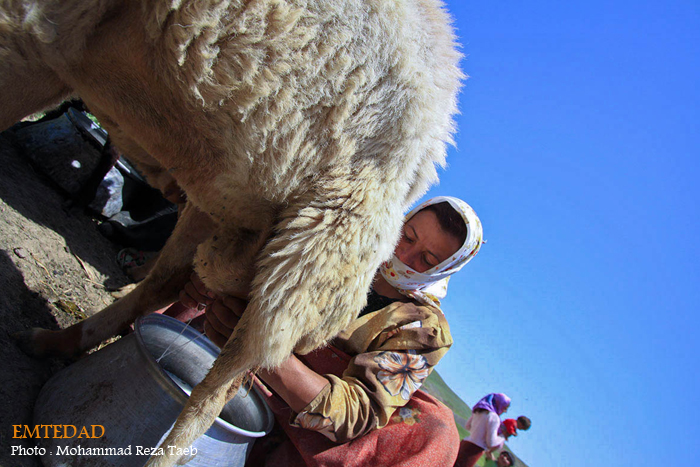 زندگی زنان عشایری 16 زندگی زنان عشایری