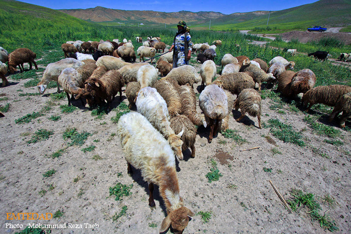 زندگی زنان عشایری 17 زندگی زنان عشایری