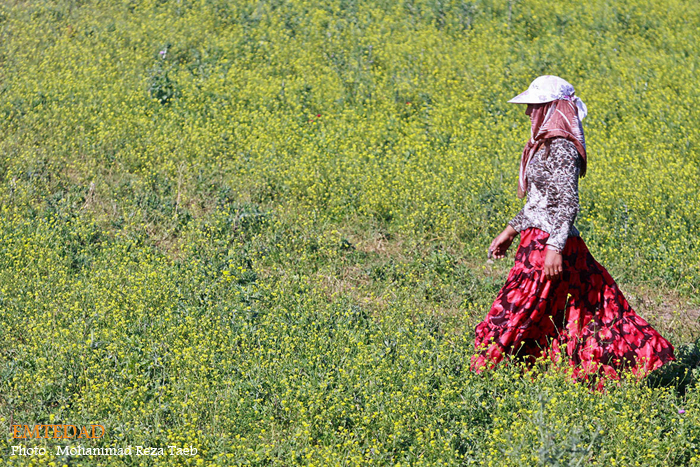 زندگی زنان عشایری 21 زندگی زنان عشایری