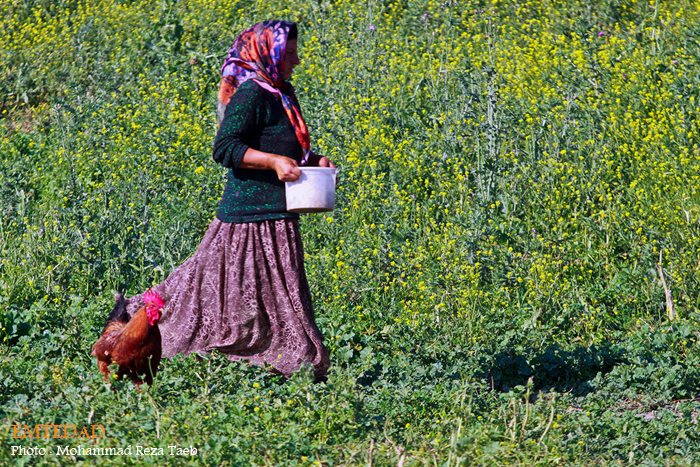 زندگی زنان عشایری 9 زندگی زنان عشایری