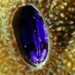 کشف یک گونه از بی‌مهرگان دریایی در کیش و خلیج فارس