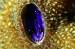 کشف یک گونه از بی‌مهرگان دریایی در کیش و خلیج فارس