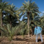 وزارت جهاد کشاورزی برای نخلداران آبادان برنامه حمایتی اجرا می‌کند