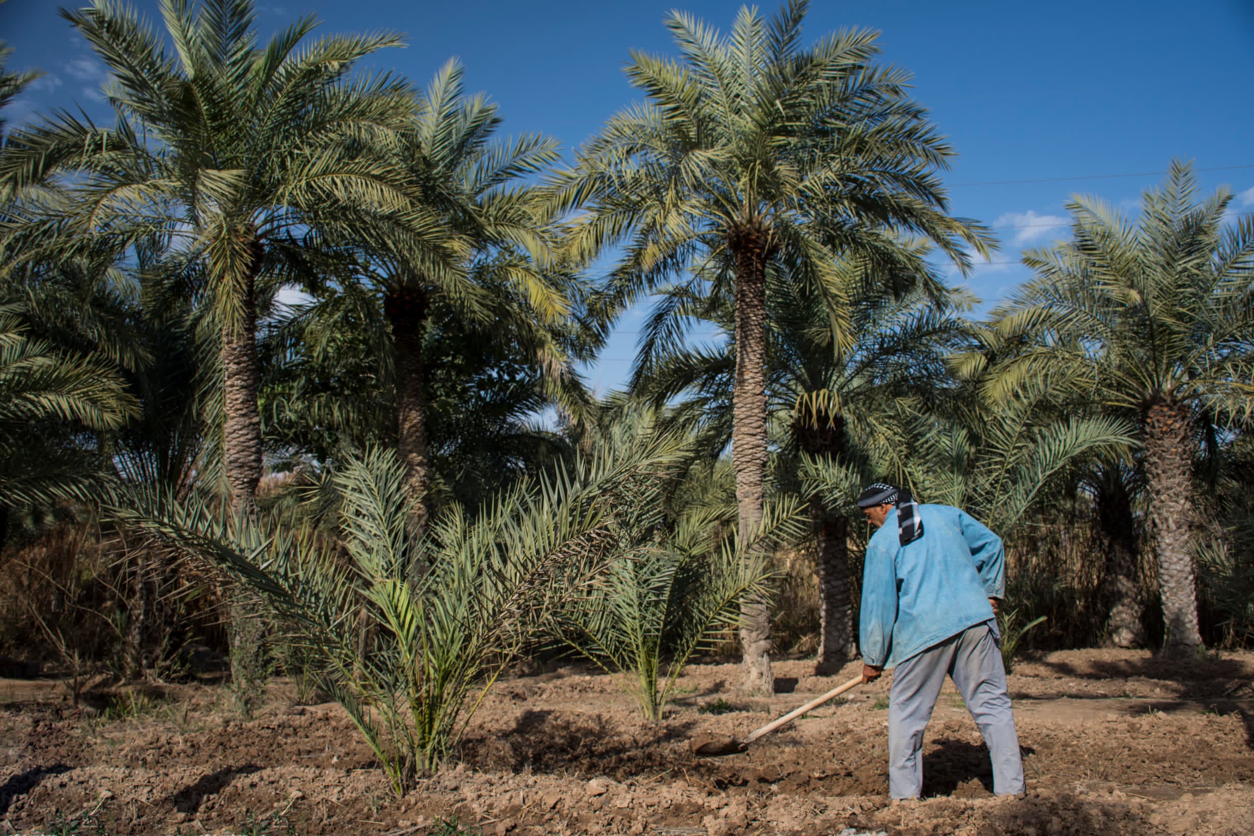 وزارت جهاد کشاورزی برای نخلداران آبادان برنامه حمایتی اجرا می‌کند