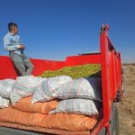 خبر خوب| آغاز اولین برداشت محصول گردو از باغات ۲۳۵۰ هکتاری شرکت آریا دشت در منطقه آزاد ماکو