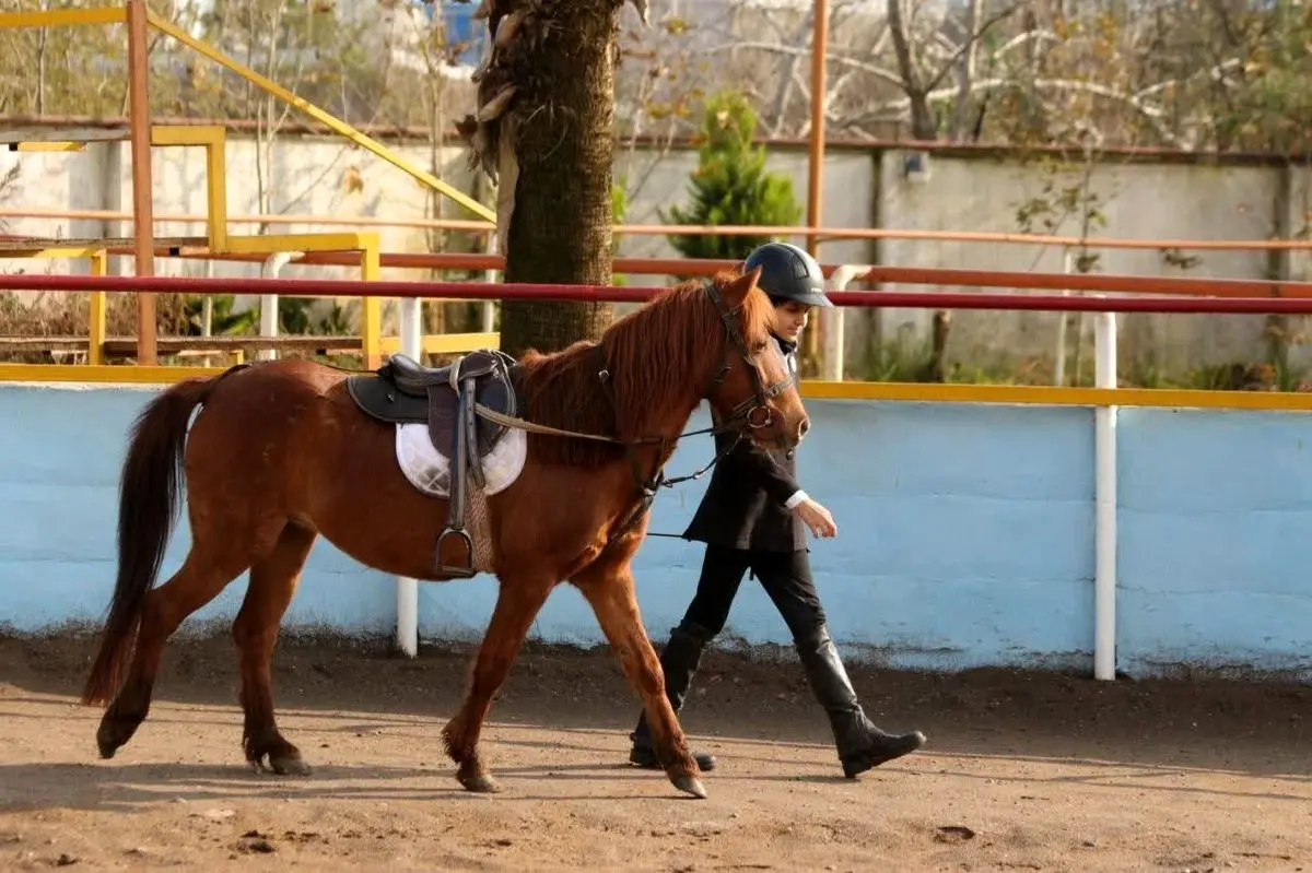 بیستمین جشنواره ملی زیبایی اسب کاسپین در منطقه آزاد انزلی برگزار شد