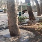 طبیعت‌درمانی زمستانی درختان در منطقه یک تهران