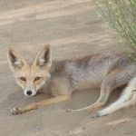 علت حضور روباه‌ها در تهران چیست؟