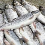 قیمت انواع آبزیان در میادین میوه و تره بار اعلام شد